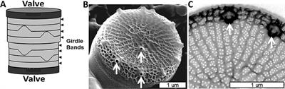 Understanding Diatom Cell Wall Silicification—Moving Forward